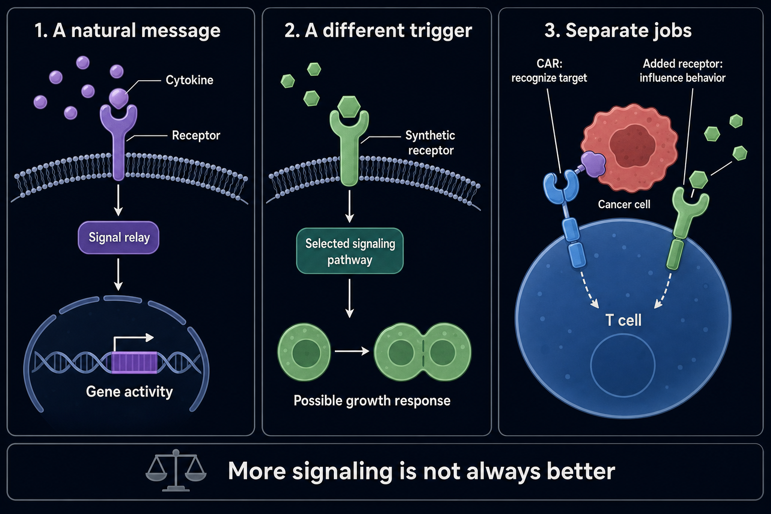 A cytokine binds a receptor and changes intracellular signaling and cell behavior