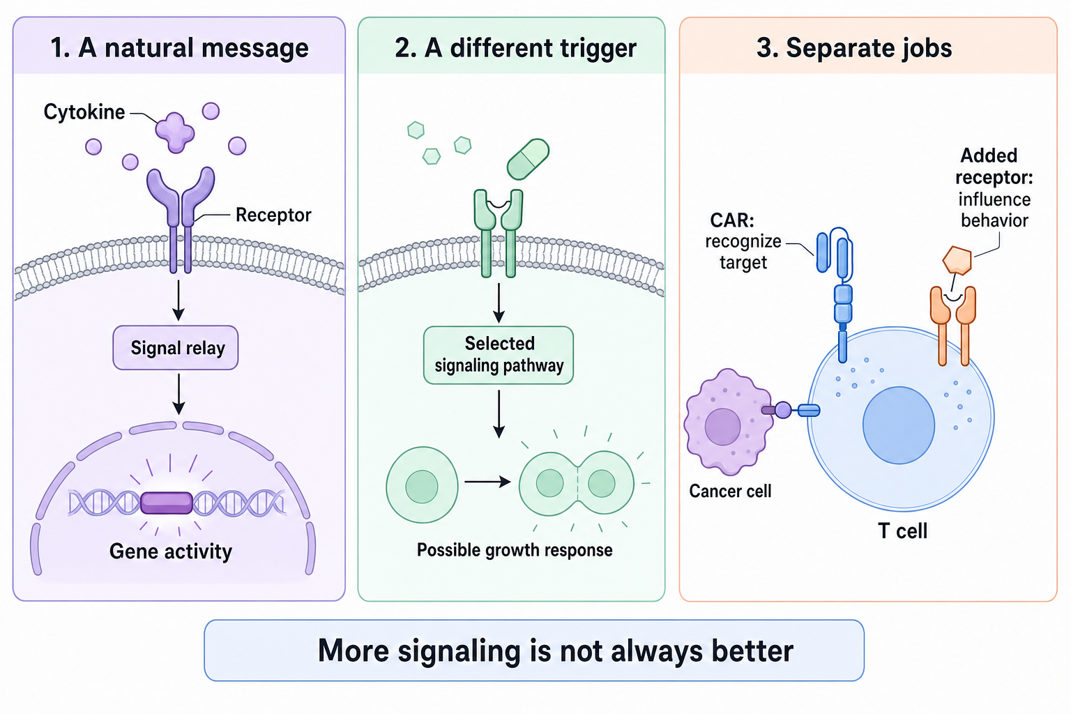 A cytokine binds a receptor and changes intracellular signaling and cell behavior