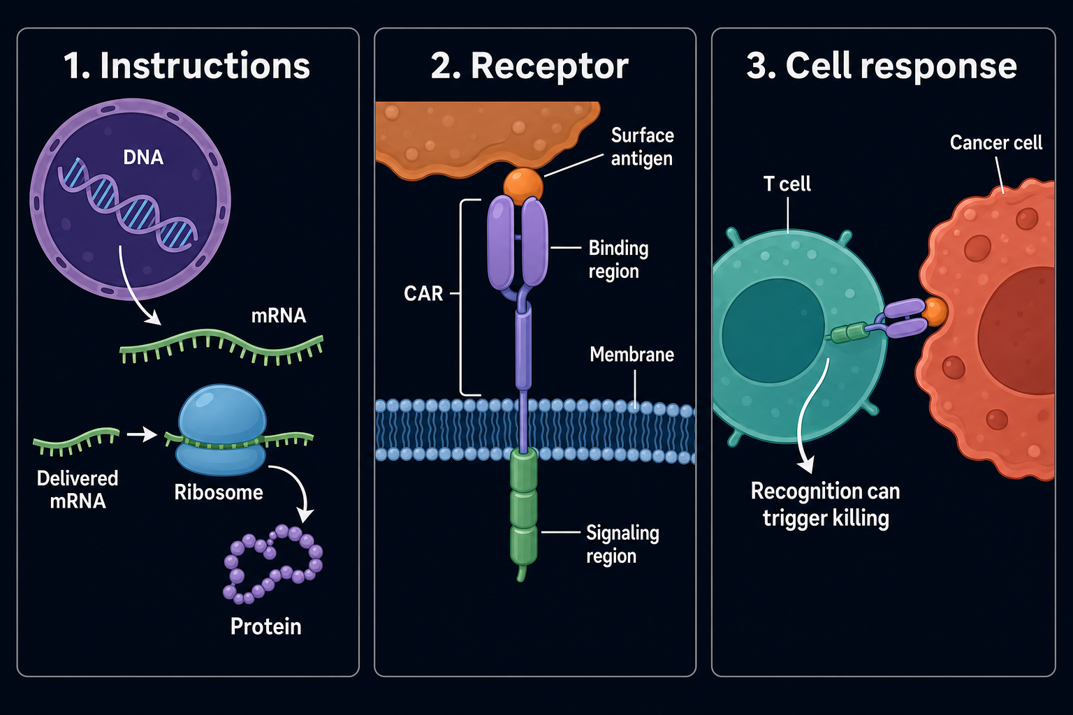 genetic instructions become a CAR on a T cell diagram