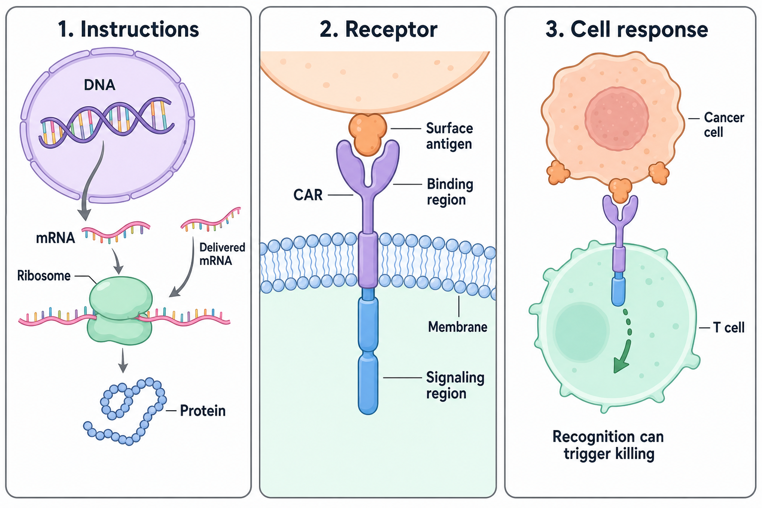 genetic instructions become a CAR on a T cell diagram