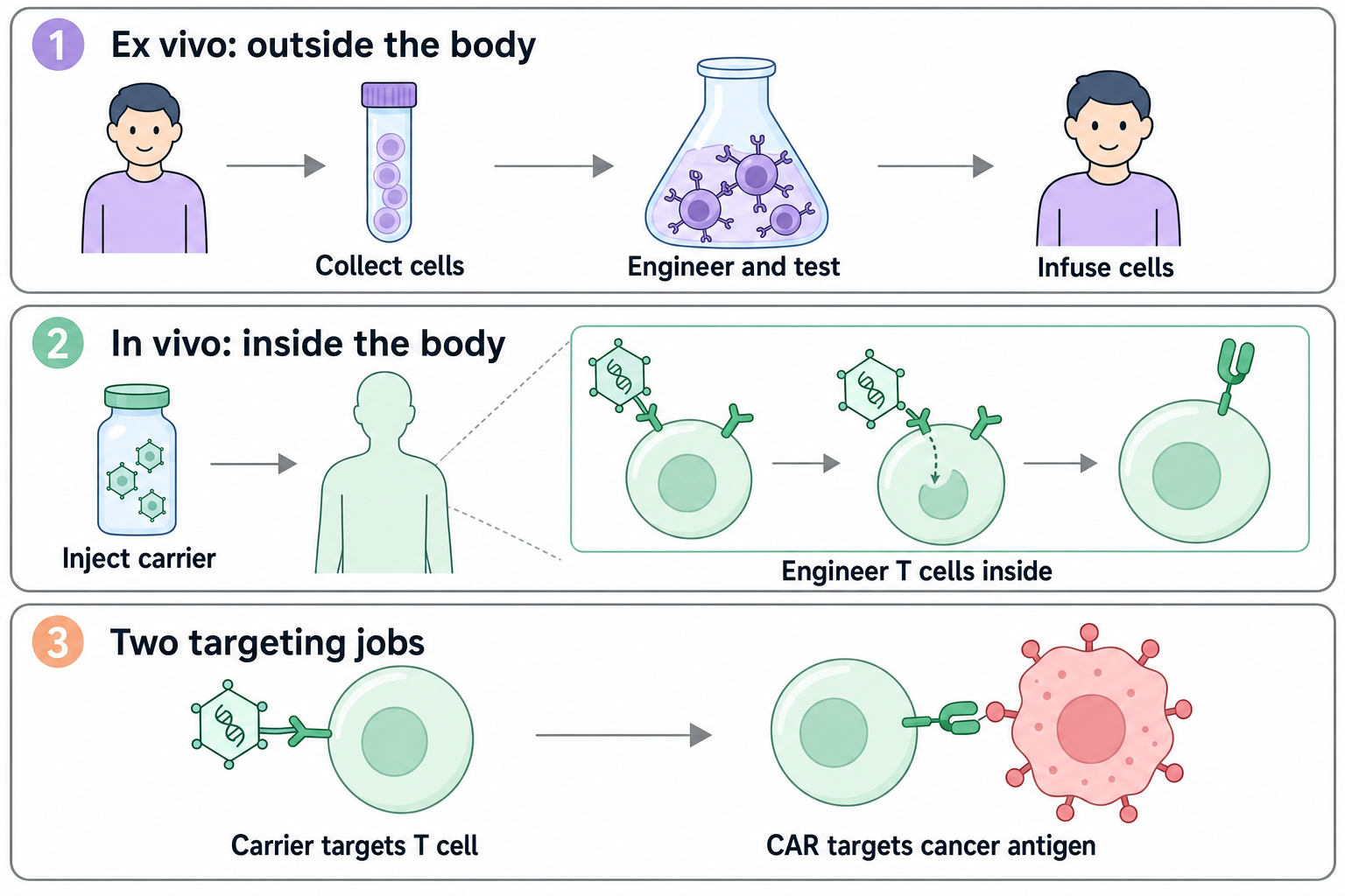 Two routes: cells engineered in a laboratory and infused, or instructions delivered to engineer cells inside the body