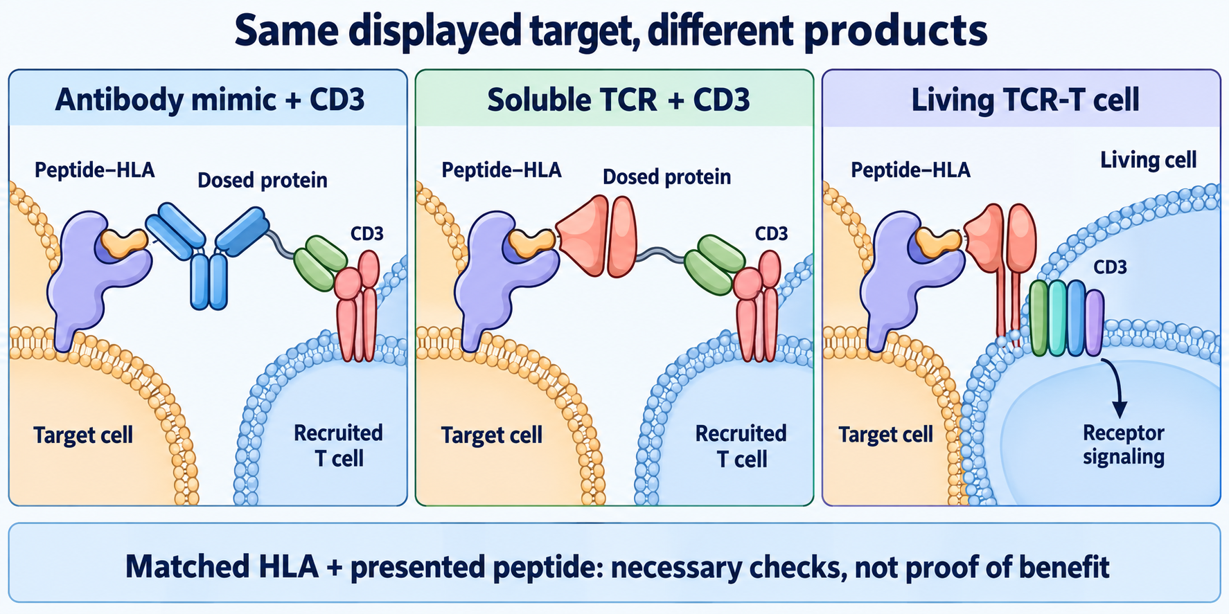 Three panels compare an antibody-derived peptide–HLA/CD3 protein, a soluble TCR/CD3 protein and a living TCR-T cell recognizing the same displayed complex.