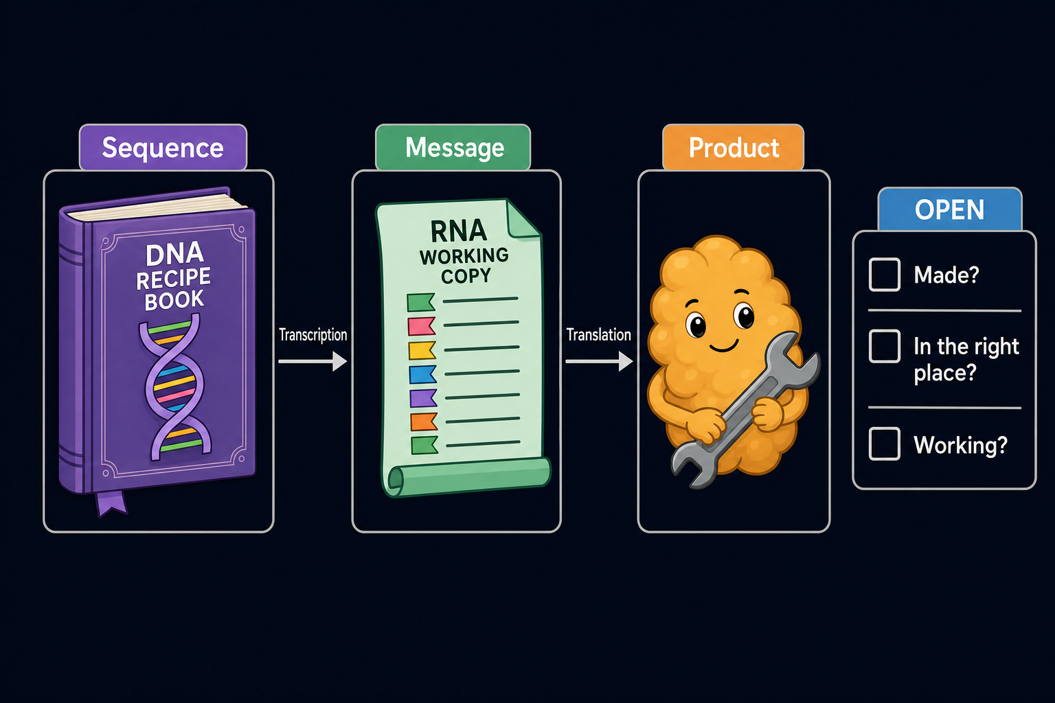 DNA as a recipe book, RNA as a working copy and protein as a product, with open questions about whether the product was made, reached the right place and is working