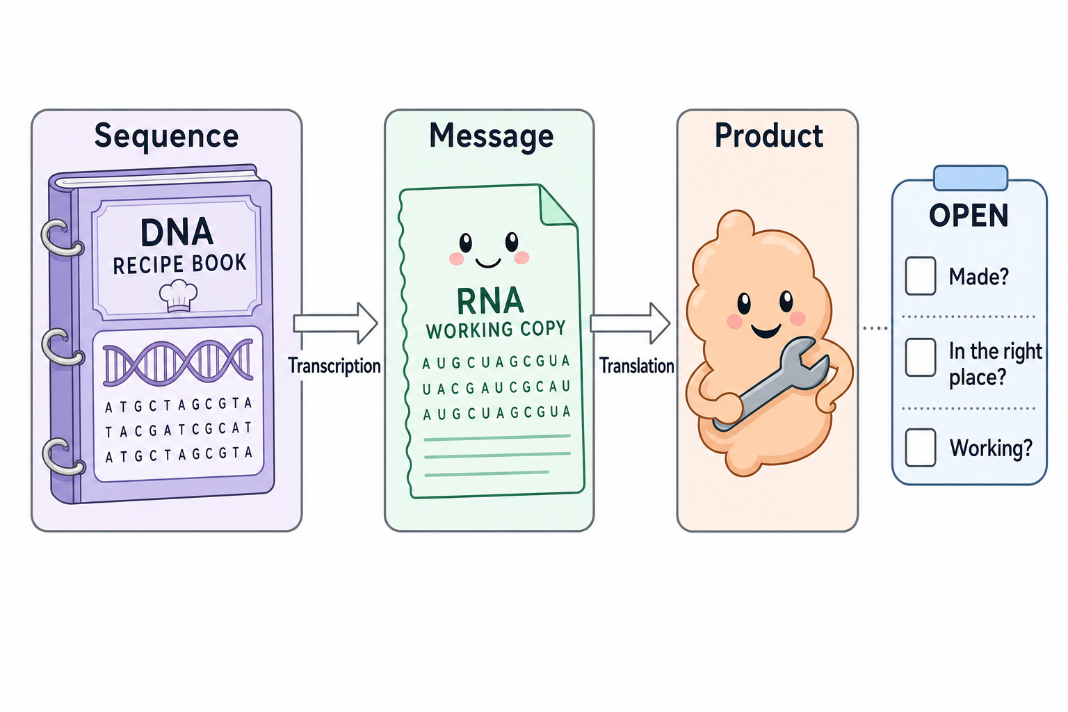 DNA as a recipe book, RNA as a working copy and protein as a product, with open questions about whether the product was made, reached the right place and is working